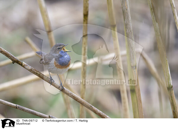 Blaukehlchen / bluethroat / THA-09712
