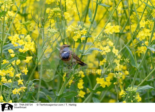 bluethroat / THA-09734