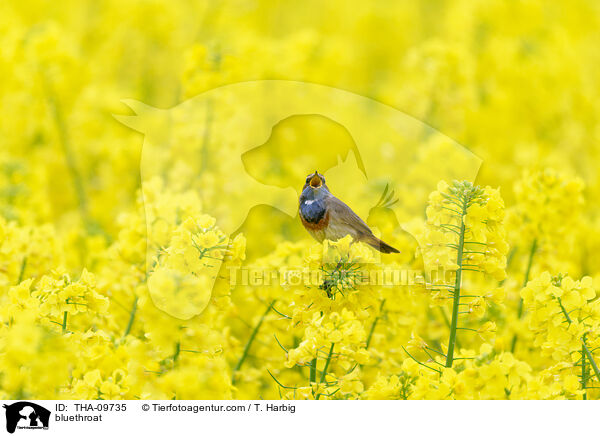 Blaukehlchen / bluethroat / THA-09735