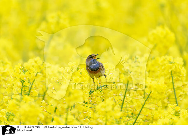 bluethroat / THA-09736