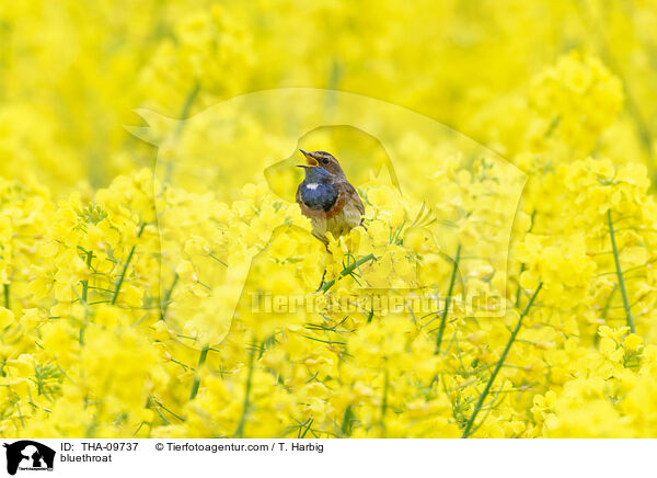 Blaukehlchen / bluethroat / THA-09737