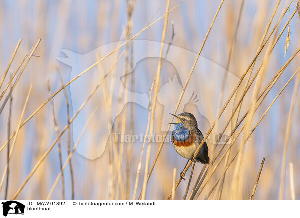 Blaukehlchen / bluethroat / MAW-01892