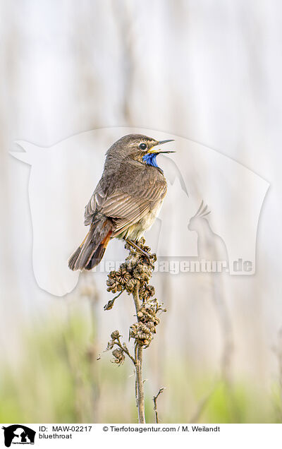 Blaukehlchen / bluethroat / MAW-02217