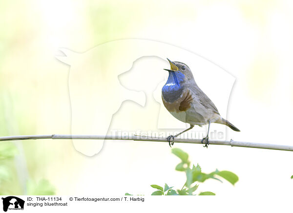 singendes Blaukehlchen / singing bluethroat / THA-11134