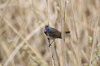 bluethroat