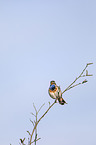 bluethroat