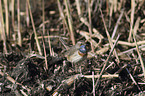 standing Bluethroat