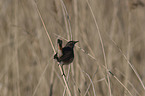 sitting Bluethroat