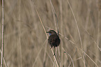 sitting Bluethroat