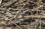 standing Bluethroat