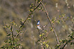 sitting Bluethroat