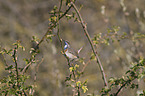sitting Bluethroat