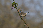 sitting Bluethroat