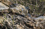 standing Bluethroat