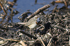 standing Bluethroat