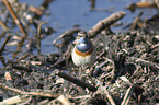 standing Bluethroat