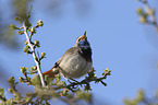sitting Bluethroat
