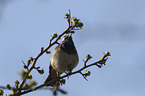 sitting Bluethroat