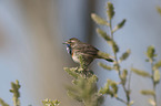 sitting Bluethroat