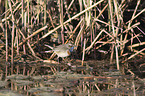 walking Bluethroat