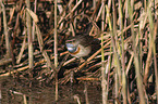 sitting Bluethroat
