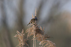 sitting Bluethroat