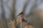 sitting Bluethroat
