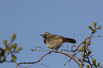 sitting Bluethroat