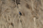 sitting Bluethroat