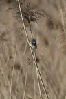 sitting Bluethroat