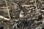 standing Bluethroat