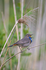 sitting Bluethroat