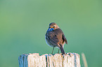 bluethroat