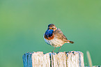 bluethroat