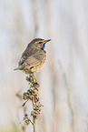 bluethroat