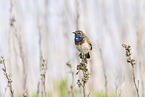 bluethroat
