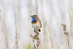 bluethroat