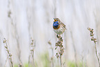 bluethroat