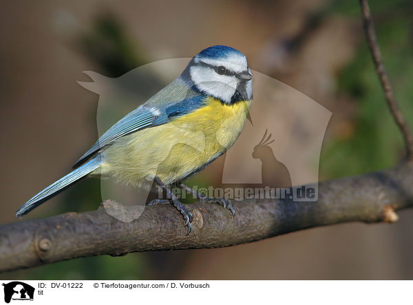 tit / DV-01222