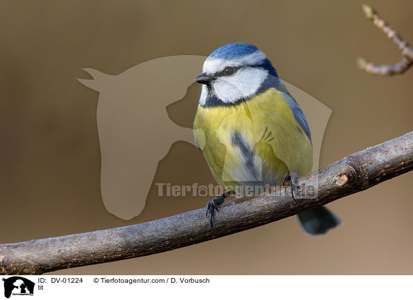 tit / DV-01224