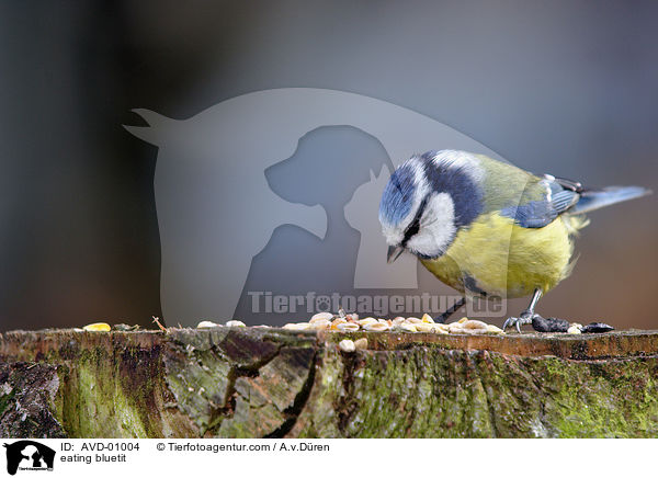eating bluetit / AVD-01004