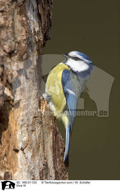 blue tit / WS-01120