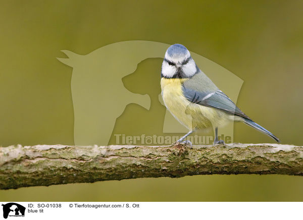blue tit / SO-01038