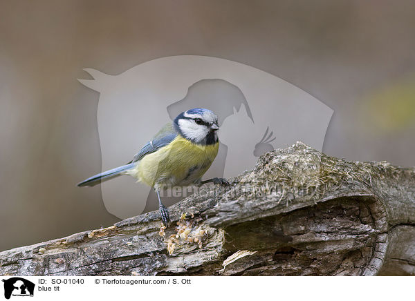 Blaumeise / blue tit / SO-01040