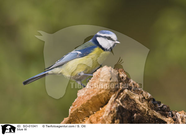 Blaumeise / blue tit / SO-01041