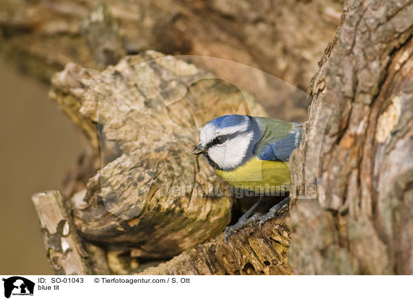 Blaumeise / blue tit / SO-01043