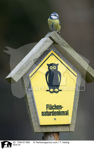 Blaumeise / blue tit / THA-01398