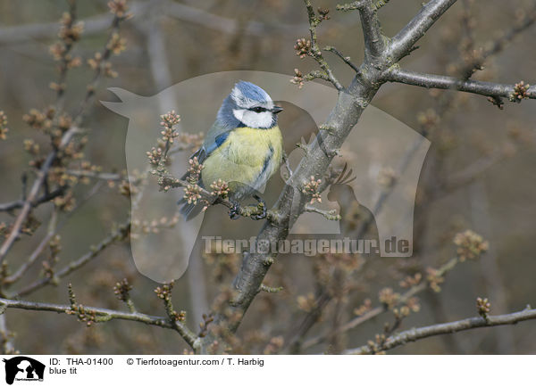 blue tit / THA-01400
