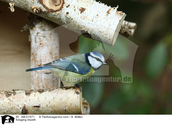 foraging bluetit / AB-01571
