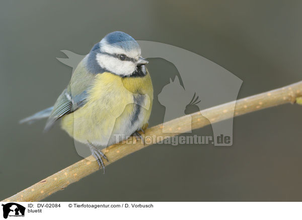 bluetit / DV-02084